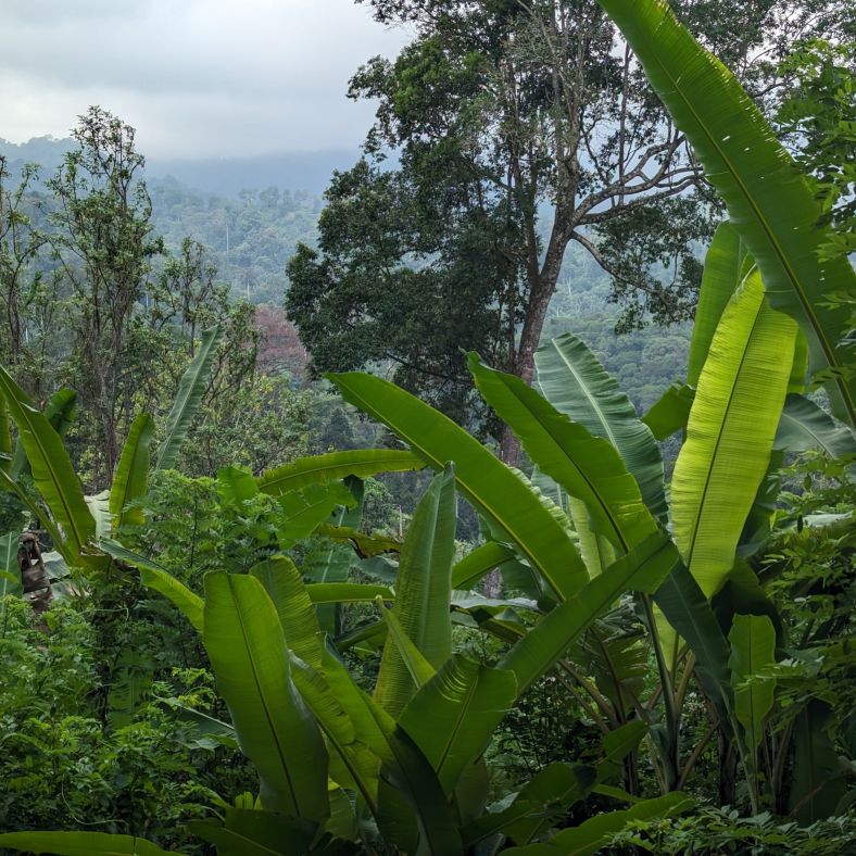 A photograph of expansive, verdant rainforest seen through some nearby foliage. Rolling hils expand into the far background, capped by clouds.
